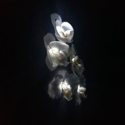 Outdoor 5-head Solar Phalaenopsis LED Flower Light